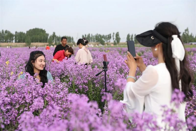 10萬余人次！太極莊首屆紫色油菜花節(jié)收官